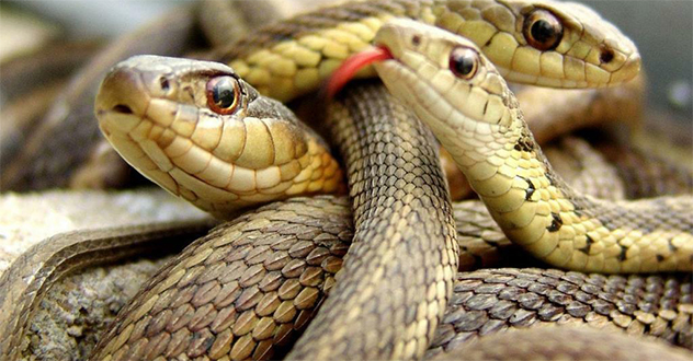 Котласские энергетические мытари отказываются подчиниться областному правительству