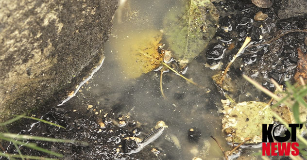 Кто отравляет воду в Затоне: Горводоканал или частная пекарня?