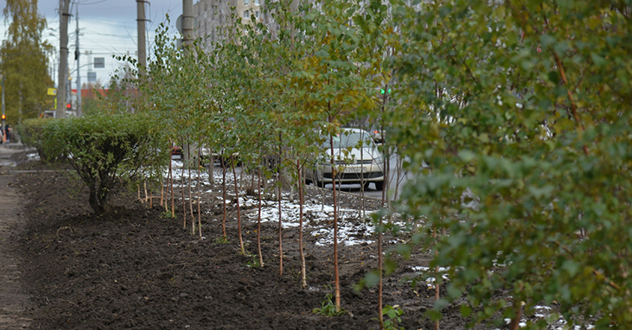 Архангельской межрайонной природоохранной прокуратурой выявлены нарушения по вопросам озеленения в черте городского округа «Город Архангельск»