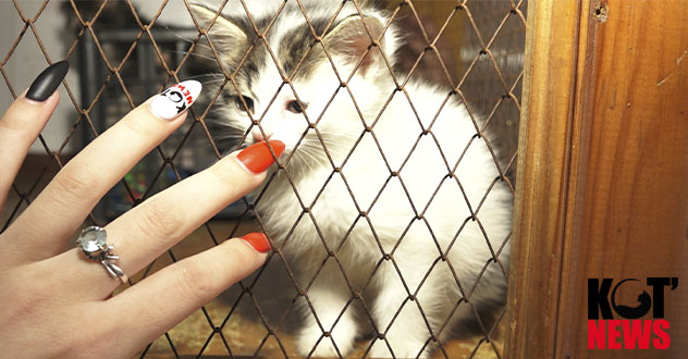 Любители рок-музыки передали приюту для животных более 20 тысяч рублей