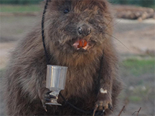 Не по-людски