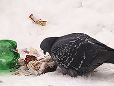 Старт с пробуксовкой. В регионе началась мусорная реформа