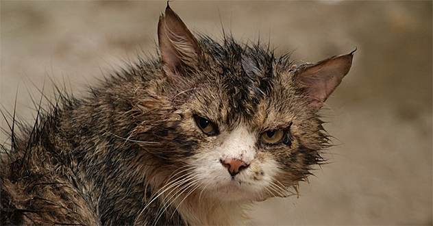 «Вольное дело» расширяется на юг Архангельской области