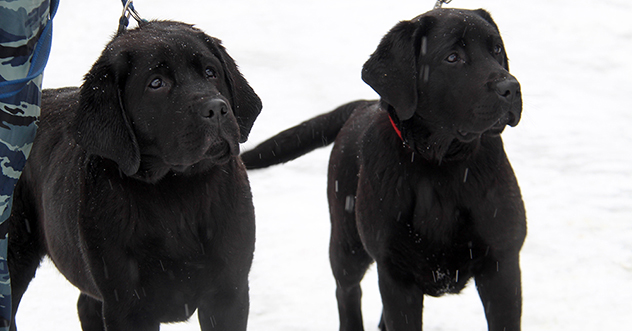 В Центре кинологической службы УМВД России по Архангельской области — пополнение