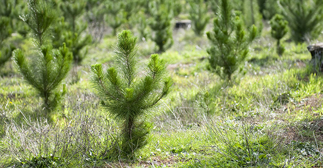 По иску Котласского межрайонного прокурора суд обязал арендатора лесного участка выполнить работы по лесовосстановлению