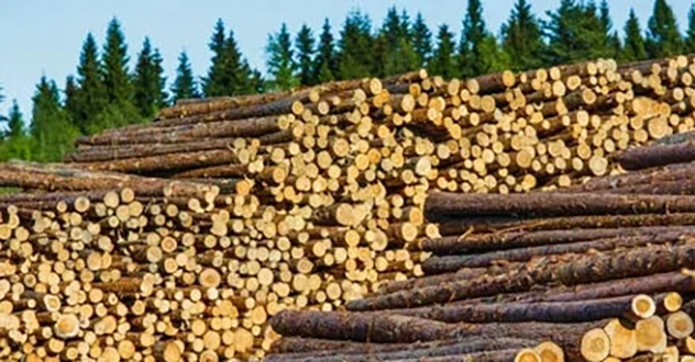 ООО «Лесвуд» привлечено судом к административной ответственности