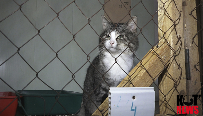 В опеке нуждаются не только люди, но и животные