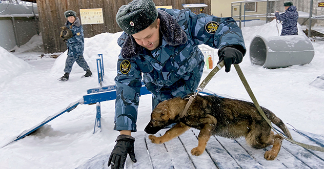 Племенной питомник служебного собаководства при исправительной колонии № 1 УФСИН России по Архангельской области готовит к выпуску очередных щенков