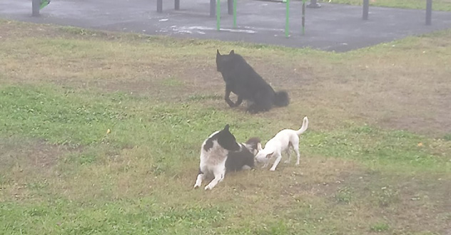 Целая свора пугает округу: рядом с 17 школой стало много собак