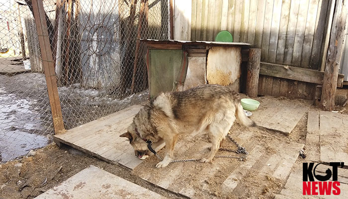 Режим самоизоляции не отменяет волонтёрскую деятельность