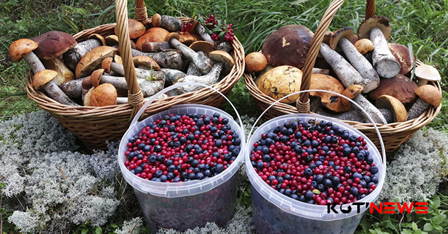 Новые правила сбора грибов, ягод и березового сока