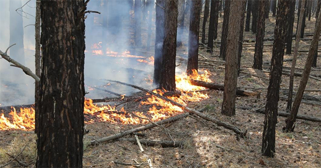 Прокуратурой области организован надзор за исполнением законодательства в сфере охраны лесов от пожаров