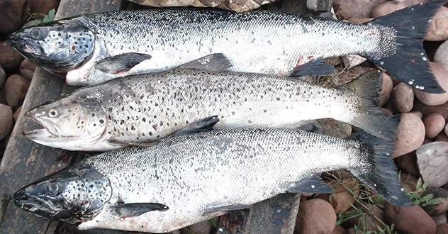 В Архангельской области в суд направлено уголовное дело о незаконном обороте рыбной продукции в крупном размере