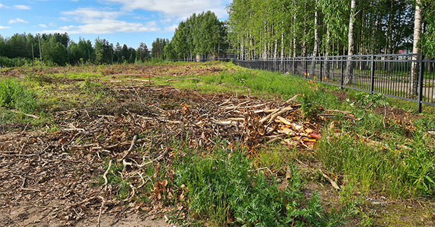 Архангельской межрайонной природоохранной прокуратурой организована проверка по факту свода зеленых насаждений в пос. Катунино