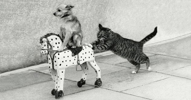 Виртуальный бюджет Котласа