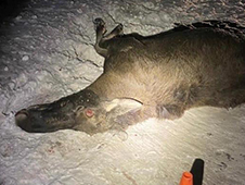 Лося на вологодской трассе сбила автоледи из Архангельска