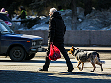 Проблема содержания и выгула собак в Котласе