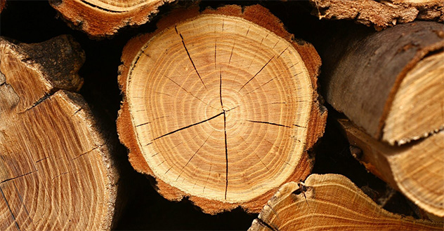 В Архангельской области частный предприниматель подозревается в контрабанде леса на 17,7 млн рублей