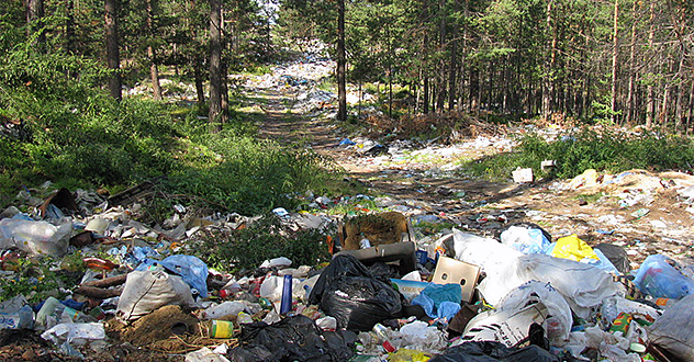 85 миллионов выделено на ликвидацию свалок в лесах в Архангельской области