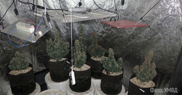 Находка века! Пожар на Яграх помог обнаружить плантацию конопли в коммуналке